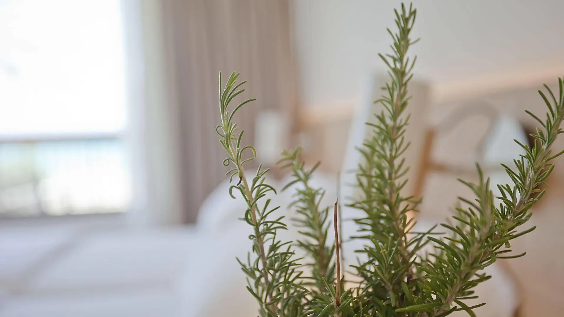 Aya Hotel Palma de Mallorca